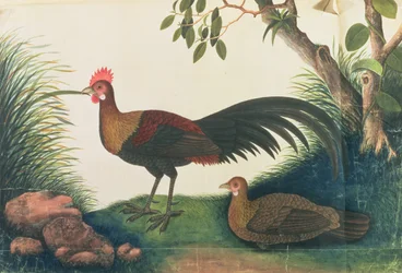 Poultry, from Drawings of Birds from Malacca, c.1805-18